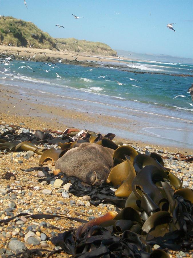 Catlins Retreat B & B Owaka Luaran gambar